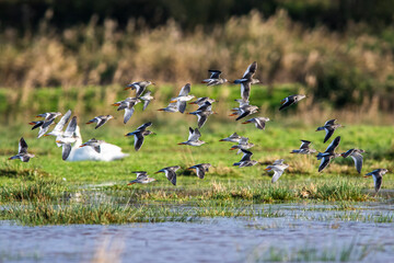 Redshank, Tringa totanus, birds in flight over Marshes