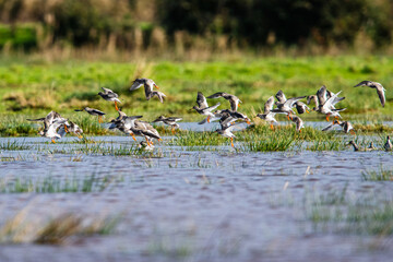 Redshank, Tringa totanus, birds in flight over Marshes