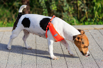 A cute Jack Russell Terrier dog walks along the sidewalk. Pet portrait with selective focus and copy space