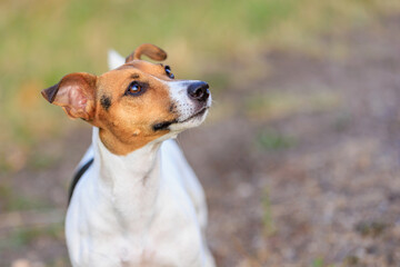 A cute Jack Russell Terrier dog asks a person for food in nature. Pet portrait with selective focus