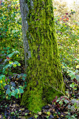 Green moss on tree bark in autumn