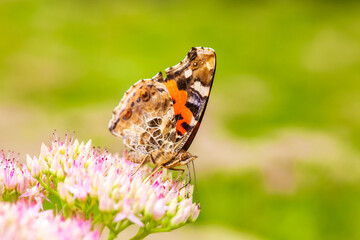 Polygonia c-aureum, A butterfly is gathering honey