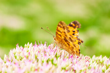 Polygonia c-aureum, A butterfly is gathering honey