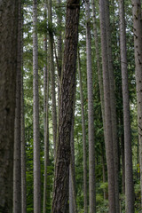 Fototapeta premium trees in the forest