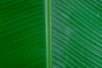 Very close up view of banana leaves