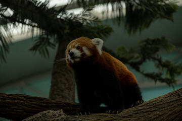 Red Panda looking at the camera in Chengdu research base of the Giant Panda