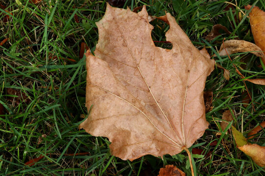 autumn leaves on the ground