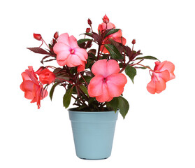 Impatiens flower in light blue pot isolated on white