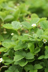 Wild strawberry bushes growing outdoors. Seasonal berries