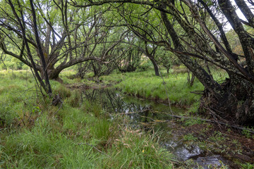Willow trees by river in Australia 