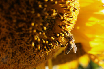 Honeybee collecting nectar from sunflower outdoors, closeup