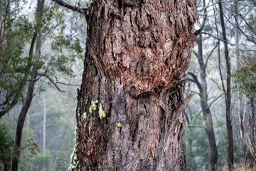 trunk of a tree