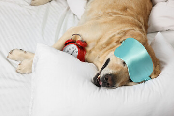 Cute Labrador Retriever with sleep mask and alarm clock resting on bed