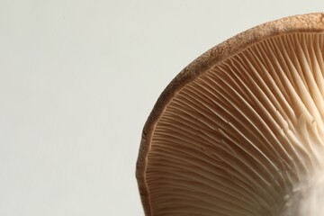 Macro photo of oyster mushroom on light grey background. Space for text