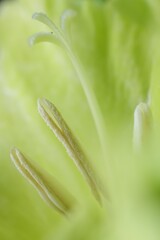 Beautiful light green Gladiolus flower as background, macro view