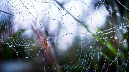 Photograph of a baby spider, waiting for the warm sunlight of the morning, with dew clinging to its...