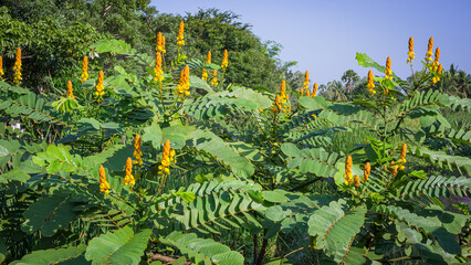 Photograph of an herbaceous plant, Acapulo, Candelabra bush, Candle bush, Ringworm bush, Senna alata (L.) Roxb.