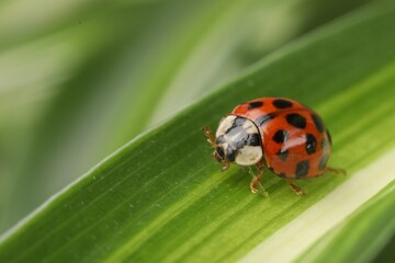 Ladybug on green leaf against blurred background, macro view. Space for text