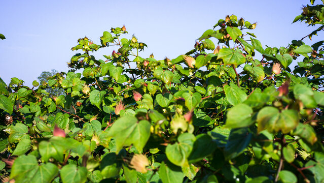 Photograph of medicinal plants, Gossypium arboreum L., Ceylon cotton, Tree cotton, Chinese cotton