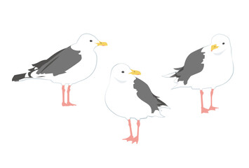 Obraz premium 色々な向きのオオセグロカモメのイラスト