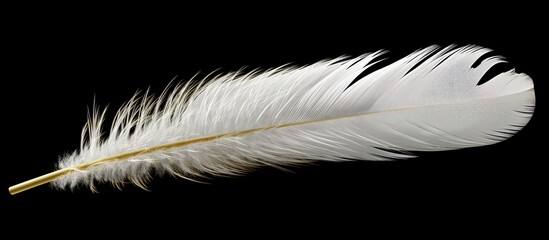 feather of a bird on a black background
