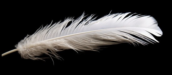 feather of a bird on a black background