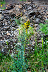 King's Spear Plant (Asphodeline Lutea)