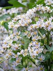 シオンの花　薬用植物