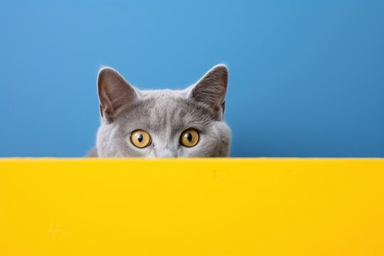 隠れる猫のポートレート,Generative AI AI画像