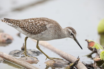 The wood sandpiper (Tringa glareola) is a small wader. This Eurasian species is the smallest of the shanks, which are mid-sized long-legged waders of the family Scolopacidae. - obrazy, fototapety, plakaty