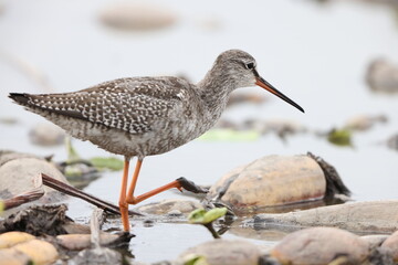 The spotted redshank (Tringa erythropus) is a wader (shorebird) in the large bird family Scolopacidae. 