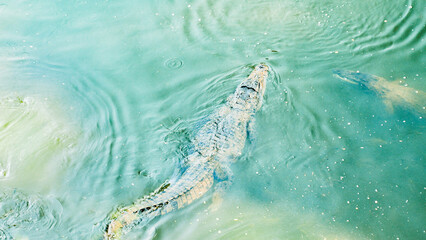 Crocodiles swimming on the water surface in a river in an Asian country