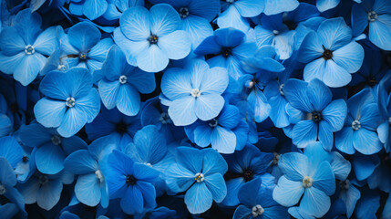 青の紫陽花が敷き詰められた背景、壁紙 - obrazy, fototapety, plakaty
