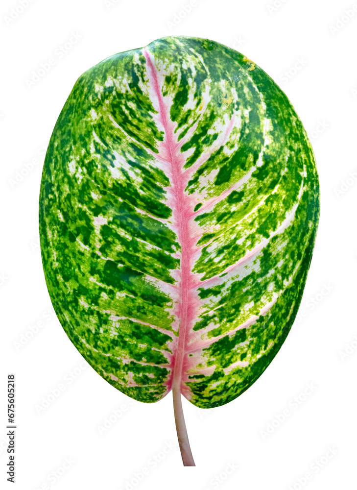 Poster Green leaves pattern of tropical leaf Aglaonema (Chinese Evergreen)