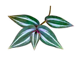 Green leaves pattern,leaf Tradescantia zebrinahort or Zebrina pendula or inch plant