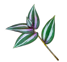 Green leaves pattern,leaf Tradescantia zebrinahort or Zebrina pendula or inch plant