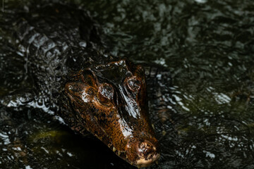 Portrait of Caiman over dark background on a rainy day from Ecuador