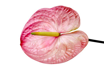 Pink anthuriums or Flamingo flower isolated