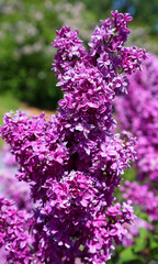 Syringa vulgaris (lilac or common lilac) is a species of flowering plant in the olive family Oleaceae, native to the Balkan Peninsula, where it grows on rocky hill