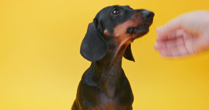 Portrait of small dachshund dog with smart eyes looks attentively at handler, hand gives food, encouragement for following the command Food motivation, raising a puppy Mental development of a pet