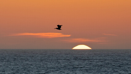 Lone Pelican flying at sunset over the Pacific ocean on the central coast of California United...
