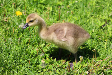 Canada goose (Branta canadensis) chick is a large wild goose species with a black head and neck, white patches on the face, and a brown body. 