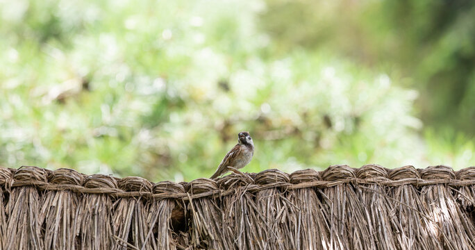 A sparrow is alone on a thatched roof. Eurasian tree sparrow, Passer montanus