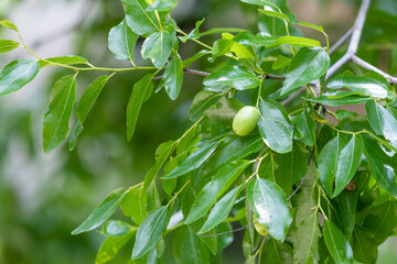 Unripe jujube fruit found in the park.