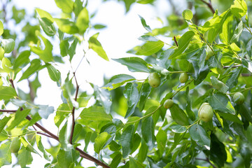 Unripe jujube fruit found in the park.