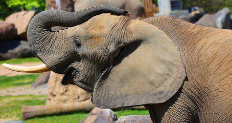 African elephants are elephants of the genus Loxodonta. The genus consists of two extant species:...