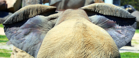 Ears of African elephants are elephants of the genus Loxodonta. The genus consists of two extant species: the African bush elephant, L. africana, and the smaller African forest elephant, - obrazy, fototapety, plakaty