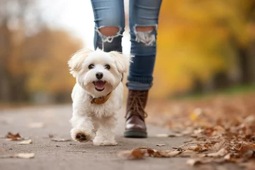 Fotobehang The photoshoot of a happy and lively small fluffy dog taking a walk with its owner on the autumn street, city street. Generative AI. © Surachetsh