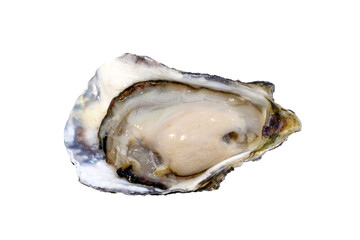 opened oysters on a white background