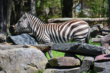 Burchell's zebra is a southern subspecies of the plains zebra. It is named after the British...